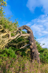 Fototapeta premium Gnarled Old Tree