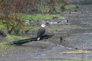 Bald Eagle Takes a Break After Feasting