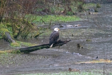 Bald Eagle During Salmon Run