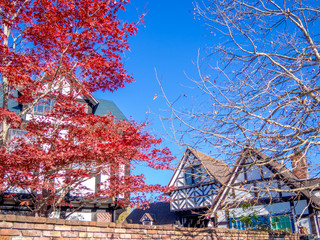 【静岡県伊豆市】秋のテーマパークの風景【モミジ・修善寺虹の郷】