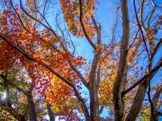 【静岡県伊豆市】公園の紅葉【修善寺虹の郷】