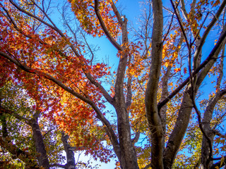 【静岡県伊豆市】公園の紅葉【修善寺虹の郷】