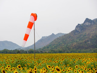 Wide view of a sagging windsock in a field of sunflowers. Khao Chin Lae Mountains, Lopuri,...