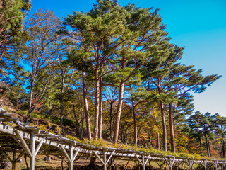 Fototapeta premium 【静岡県伊豆市】公園の風景【修善寺虹の郷・藤棚と赤松】