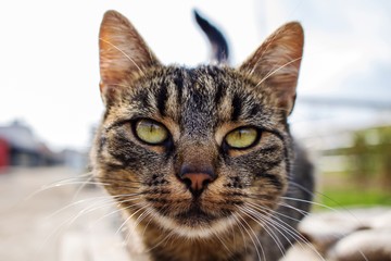 closeup portrait of a cat