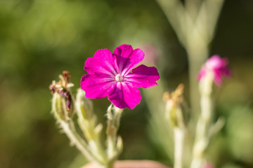 Obraz premium pink flower in the garden