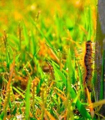 Caterpillar in grass 
