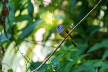 Grey-headed Canary-flycatcher perched on a tree in the forest at Ramkhamhaeng National Park, Sukhothai, Thailand.