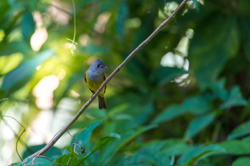 Grey-headed Canary-flycatcher perched on a tree in the forest at Ramkhamhaeng National Park, Sukhothai, Thailand.