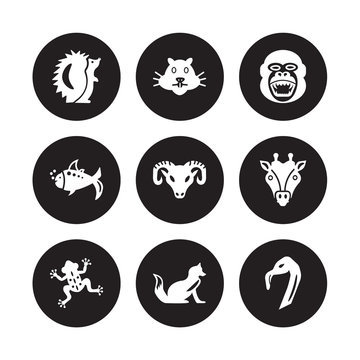 9 vector icon set : Hedgehog, Hamster, Frog, Giraffe, Goat, Gorilla, Goldfish, Fox isolated on black background