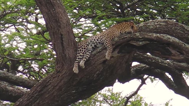 Leopard on a tree in Ndutu Area of Ngorongoro, Tanzania, Africa. African Leopard species Panthera Pardus. The leopard is part of the popular Big Five.