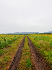 Wide view of muddy tire tracks along a sunflower field. Vertical orientation. Khao Chin Lae mountains, Lopburi, Thailand. Nature and agriculture.