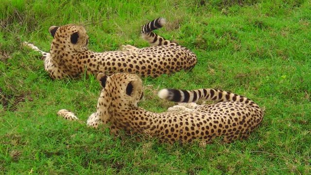 Two cheetahs in Ndutu Area of Ngorongoro in Tanzania, Africa. African big cats: Acinonyx jubatus, family of African felids.