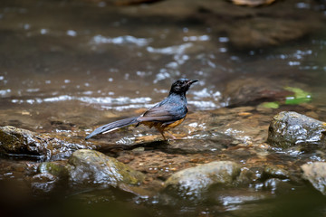 White-rumped shama bathing in the stream at Ramkhamhaeng National Park, Sukhothai, Thailand.
