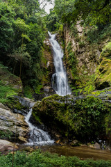 Fototapeta premium Forest Falls: A Hidden Gem