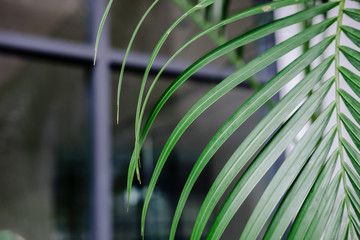 Tropical palm leaf, greenery