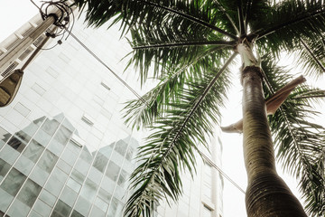 Tropical palm leaf, greenery