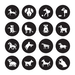 16 vector icon set : Greyhound dog, Cocker Spaniel Corgi Coton De Tulear Dachshund Cockapoo Goldador English Setters Fox Terrier dog isolated on black background