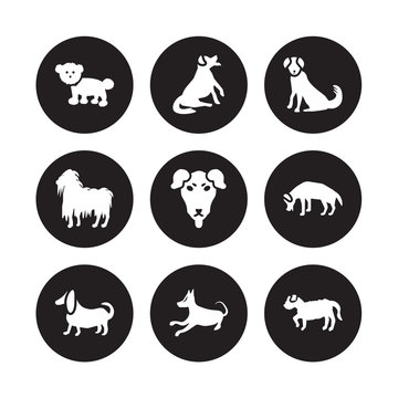 9 vector icon set : Bichon Frise dog, Bernese Mountain Basset Hound Beagle Beauceron Berger Picard Bergamasco Basenji dog isolated on black background