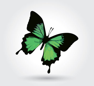 Low polygon green butterfly isolated on white background, fresh wings insects flying. Logo icon geometric. Bug polygonal crystal style.