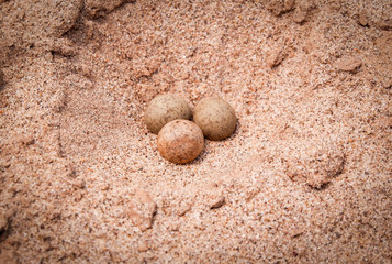 Fototapeta na wymiar Egg on sand nature / three quail eggs on bird's nest on the ground - Brown egg bird on sand near the river