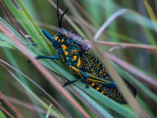 Colorful Madagascar Locust