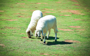 Obraz premium sheep farm / beautiful farm sheep grazing grass on green field