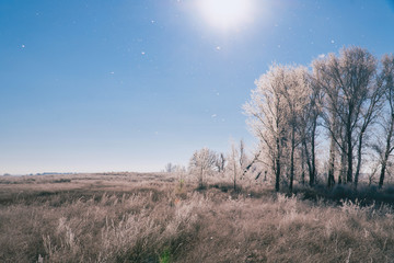 Obraz premium The sun over Meadows, bushes and trees covered with frost