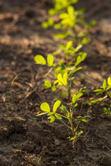 Close up view of a young peanut plant with glowing leaves of green