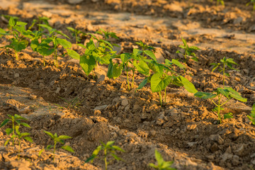 Rows of new bean and pepper plant sprouts