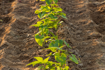 Young bean plants growing in a row