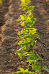 Row of new bean plant sprouts in the afternoon sun