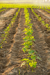 Sprouting string bean and pepper plants in rows