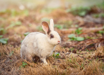 Rabbit on nature the bunny white rabbit on field forest