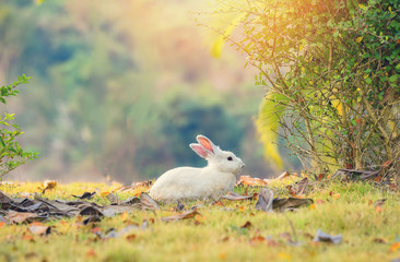 rabbit on nature cute little white rabbit on garden spring grass green background the bunny white...