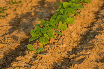 Close up view of a row of young bean plants