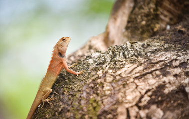 Garden lizard on tree common brown lizard asia reptile wildlife on natute Oriental garden Lizard red neck