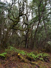 mossy oaks and ferns