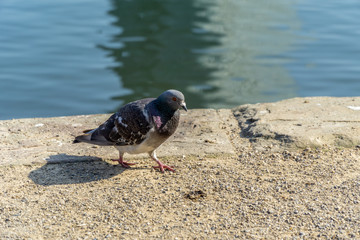 Pigeon near to the water