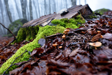 mushrooms in forest