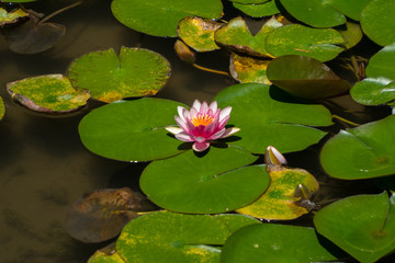 Lily Flower in a Temple Pond