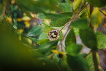 tiny hummingbird eggs in nest  © Attila Adam
