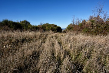 Fototapeta premium grass and blue sky