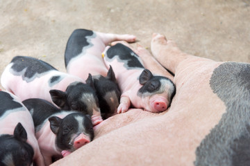 Newborn piglets suck the breasts of his mother. Mom pig feeding hungry Micro Mini Pigs