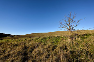 tree in field
