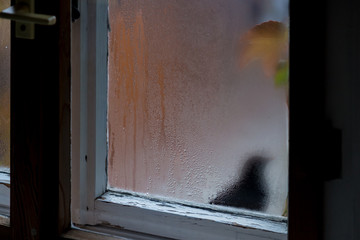 A blackbird behind a fogged window