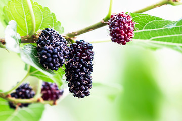 Fresh red mulberry on the tree in the garden.