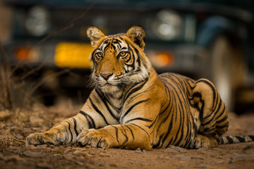 A road block by a male tiger on a morning safari at Ranthambore Tiger Reserve, India