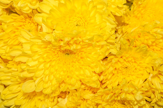Fototapeta chrysanthemum yellow flower nature closeup 