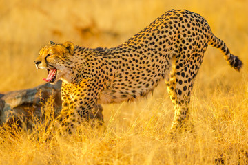 Fototapeta na wymiar Elegant cheetah opens mouth showing teeth while walking in savannah. Acinonyx jubatus, family of felids, Madikwe, South Africa.